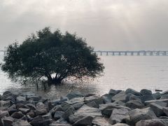 -宝安西湾红树林湿地公园