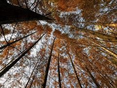 -桤木河湿地公园