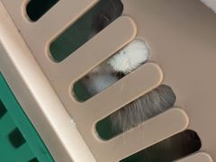 -瑞派康怡24h宠物医院·犬猫医疗中心·微创绝育(瑞景分院)