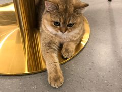 -飞行喵MR PILOT|猫舍·猫咖(静安大融城店)