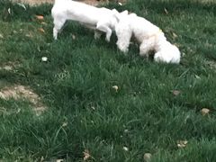 -好主人宠物医院(兴华西路)