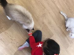 -1013 PET SHOP精品宠物商店(丁香店)
