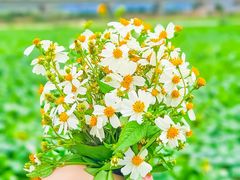 -光明小镇欢乐田园