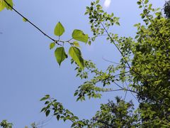 -木兰云雾山