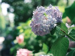 -合肥滨湖国家森林公园