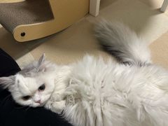 -猫大福·Fortune Cat猫舍(百子湾店)