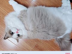 -翊宠yipet猫狗购宠庄园犬舍•猫舍