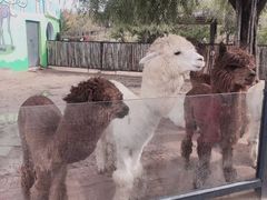 -鄂尔多斯野生动物园