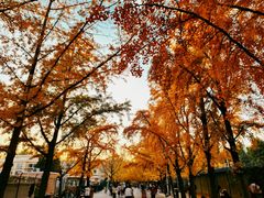 -三里屯东五街银杏大道