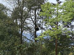 -中国大熊猫保护研究中心雅安碧峰峡基地