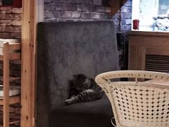 -喵园·猫主题咖啡厅·撸猫·猫咖(国贸店)