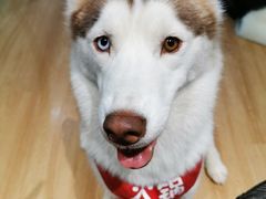 -Husky Go! 哈士奇体验馆·宠物咖啡厅狗咖