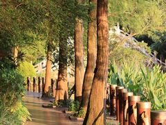 -深圳仙湖植物园