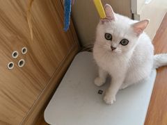 -喵百万·布偶·蓝金金渐层英短·猫舍(百子湾店)