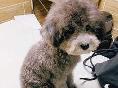 -爱侣宠医·鹦鹉专科·小型哺乳类·异宠专科(灵石路店)