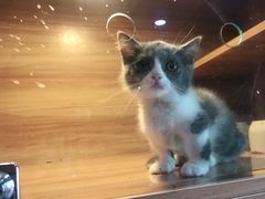 -喵百万·布偶·蓝金金渐层英短·猫舍(百子湾店)