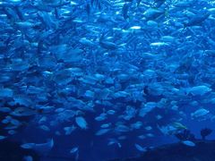 -海合安成都极地海洋公园