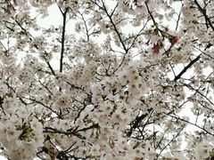 -高东镇樱花园