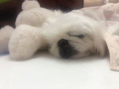 -彩虹桥宠物火化殡葬善终服务(金乐大厦店)