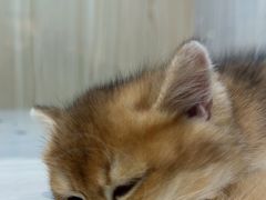 -屋虎猫馆(宝安大仟里店)