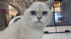 -镁连社·美联社