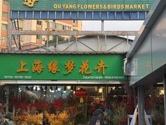 -曲阳花鸟市场(曲阳路店)