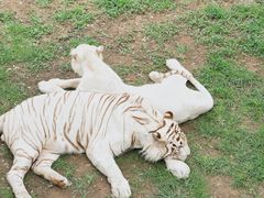 -西霞口神雕山野生动物世界
