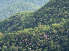 -午潮山国家森林公园