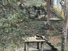 -中国大熊猫保护研究中心雅安碧峰峡基地
