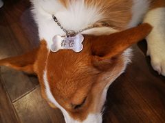 -柯斗斗主题餐厅·狗咖·围炉煮茶·茶饮(国瑞升平里店)