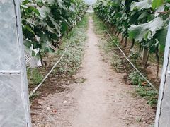 -马陆小张葡萄园农家乐