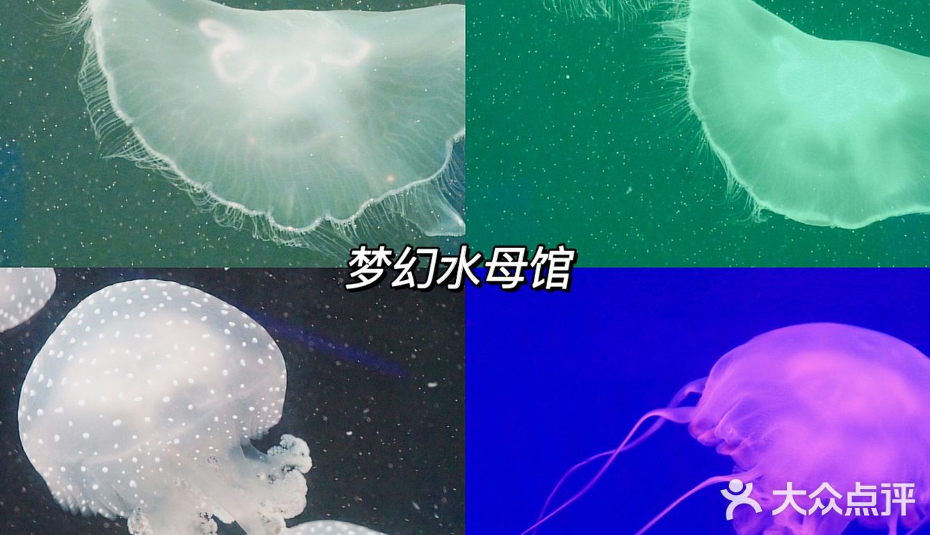 亲子｜成都海昌极地海洋公园不可错过的项目
