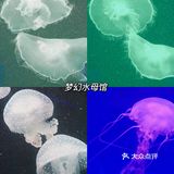 亲子｜成都海昌极地海洋公园不可错过的项目