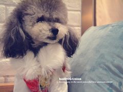 -八公叔叔宠物美容连锁(春申店)