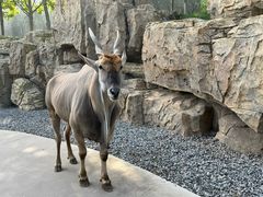 -北京野生动物园