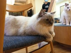 -滚猫咖啡·猫咖·猫友好撸猫(未来城店)