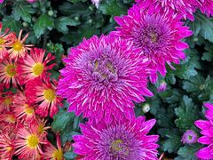 -上海共青森林公园