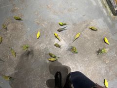 -zoonana室内动物园(东方福来德店)