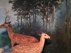 -烟台自然博物馆