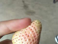 -胜丰草莓采摘园