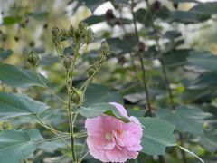 -新虹桥中心花园