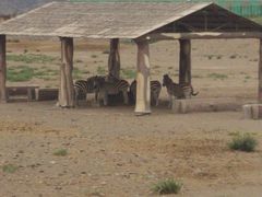 -新疆天山野生动物园