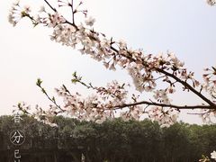 -高东镇樱花园