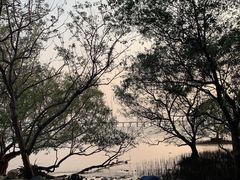 -宝安西湾红树林湿地公园