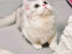 -Bastet sally猫舍购宠(静安店)