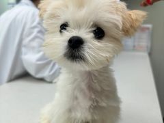 -爱侣宠医·鹦鹉专科·小型哺乳类·异宠专科(灵石路店)