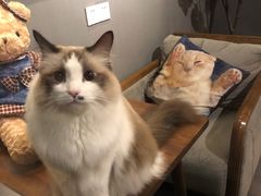 -咖法森林·咖啡  酒吧(天河店)