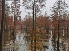 -池杉湖湿地公园