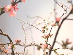 -子福慧(虹桥店)