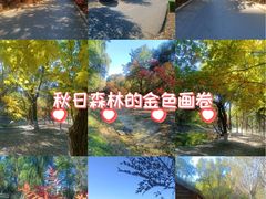 -长白岛森林公园